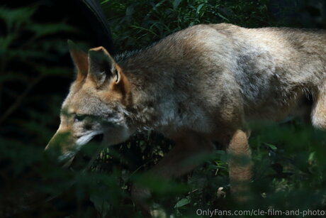 Обнаженная фотография утечки OnlyFans от Cle Film And Photo