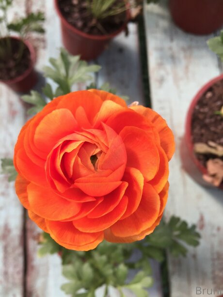 Naken lekkede OnlyFans-bilde av Brunabyers