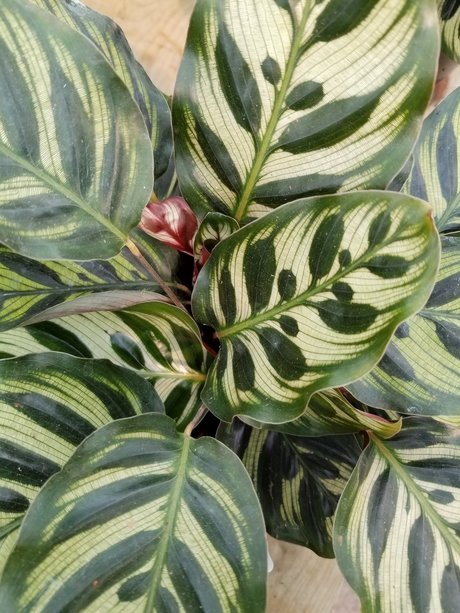 Foto di nudo di fuga di OnlyFans di Annie 