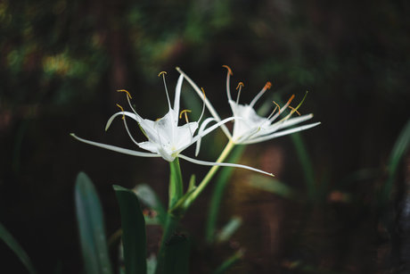 Nahá fotka uniklých OnlyFans od Robin Essosi