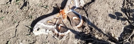 Naken lekkede OnlyFans-bilde av Big Tiddy Boo