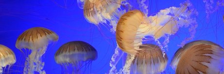 OnlyFans-model Icarus The Cat God