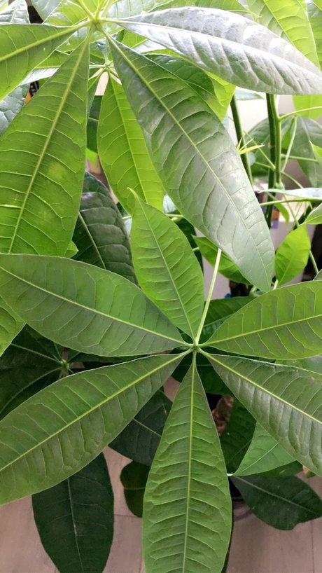 Ava OnlyFans泄露裸照