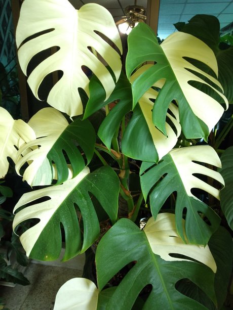 OnlyFans-model Onlygearvip