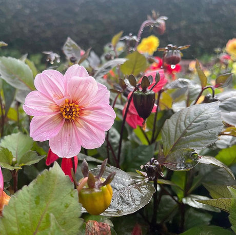 Naken lekkede OnlyFans-bilde av Autumn 