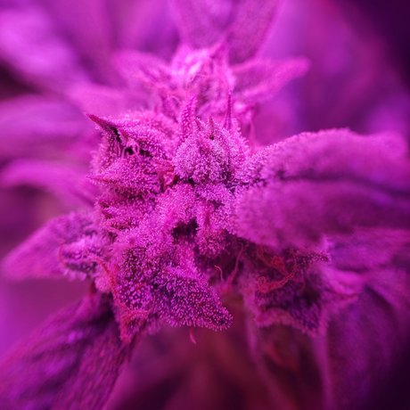 Nahá fotka uniklých OnlyFans od Alana Blaze