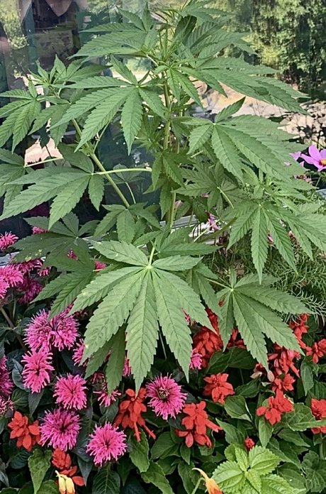 Foto di nudo di fuga di OnlyFans di Emm