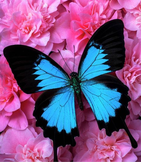 Naken lekkede OnlyFans-bilde av Panda Pawz