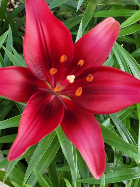 OnlyFans-model Redbee19