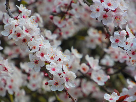 OnlyFans-model Ruhe Eva