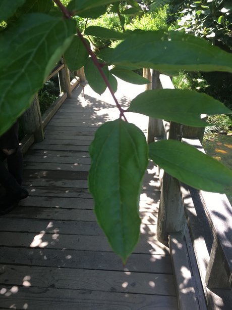 OnlyFans-model Roseblades