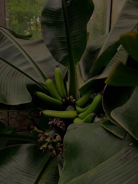 Foto di nudo di fuga di OnlyFans di G R E E N