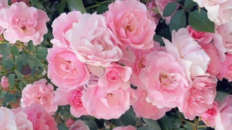 Alasti lekkinud OnlyFans-i pilt   