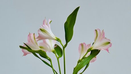 Nacktes geleaktes OnlyFans-Foto von Sahueso Vip 