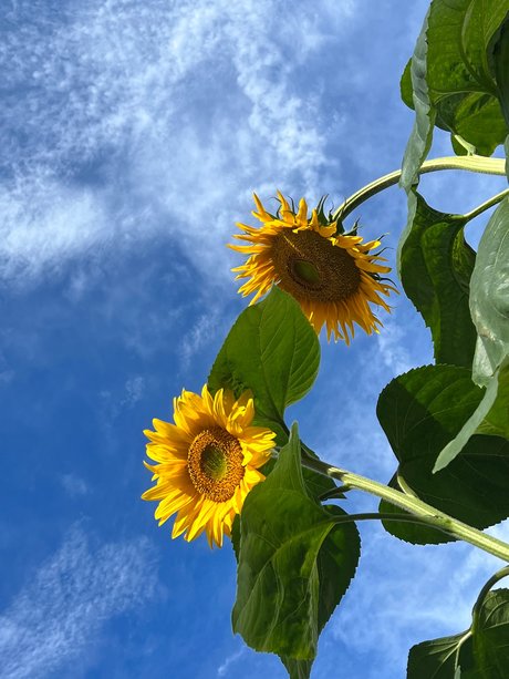 OnlyFans-model Szafyna