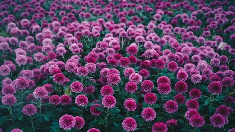 Naken lekkede OnlyFans-bilde av Dalila Better