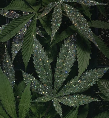 OnlyFans-model Sexy Sativa