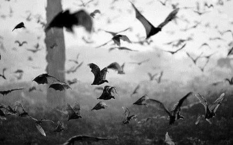 Photo nue de fuite OnlyFans de Zephyranthes