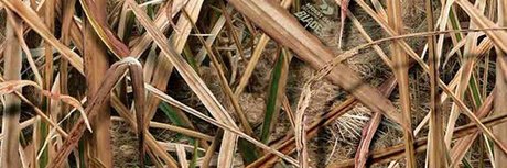 Foto di nudo di fuga di OnlyFans di Fagyu Beef