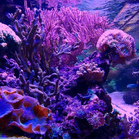 Alasti lekkinud OnlyFans-i pilt Coral