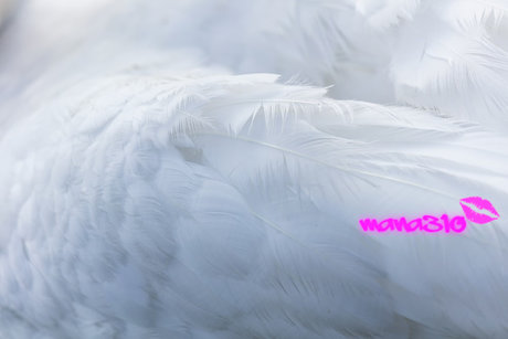 Foto desnuda filtrada de OnlyFans de Mana310