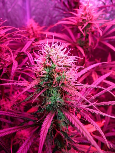 Nahá fotka uniklých OnlyFans od Thickebicke