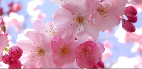 OnlyFans-model The Spider Queen