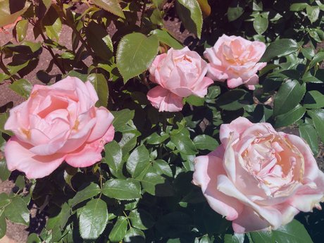 Naken läckt OnlyFans-bild av Pixie