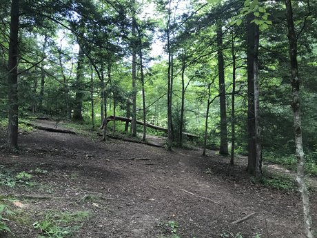 OnlyFans-model Traci Manicae