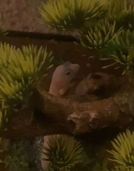 OnlyFans-model Cherry Bomb