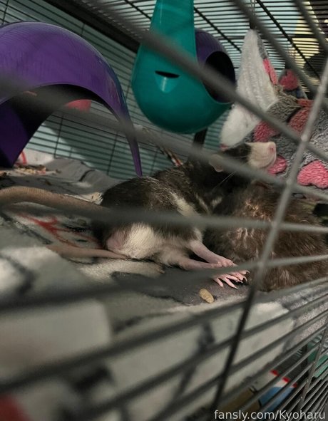 OnlyFans-model Kyoharu