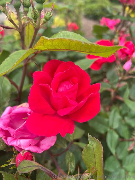 OnlyFans-model Alchemicalreaction