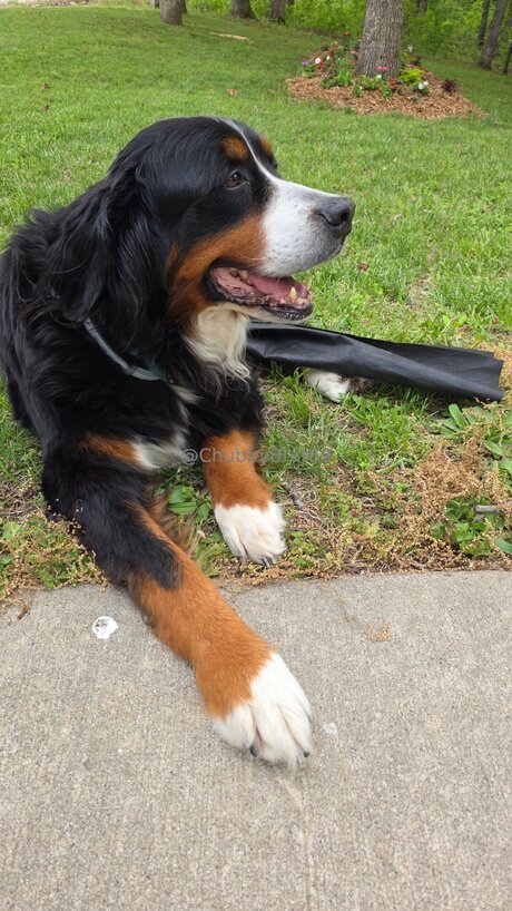 Foto desnuda filtrada de OnlyFans de Chubbybrat69vip