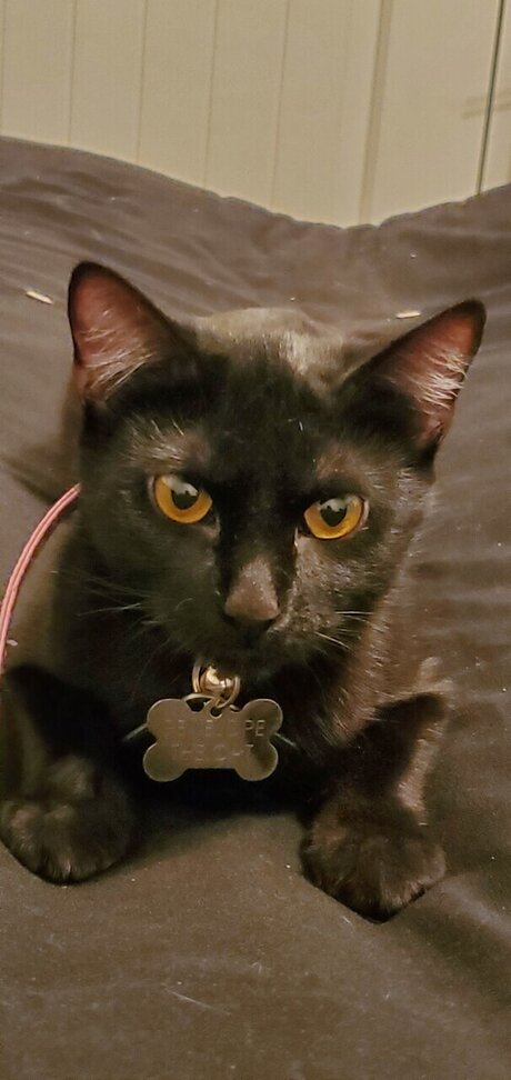 Naken lekkede OnlyFans-bilde av Latpatgat