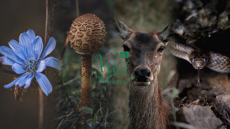 Nahá fotka uniklých OnlyFans od Wild Optics