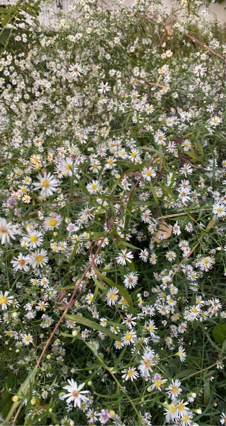 Photo nue de fuite OnlyFans de Athena