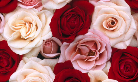 Обнаженная фотография утечки OnlyFans от Foxy Red Rose