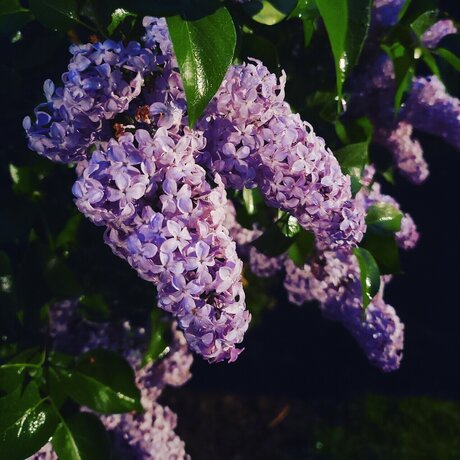 Naken lekkede OnlyFans-bilde av Miss Vixxen