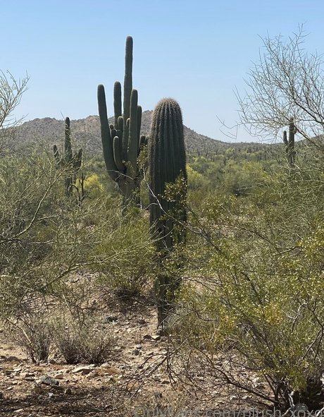 Naken lekkede OnlyFans-bilde av Cheating Wife