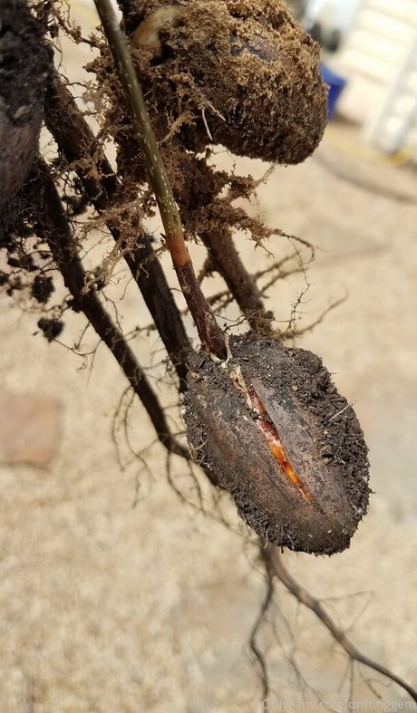 Naken lekkede OnlyFans-bilde av Driftinggem