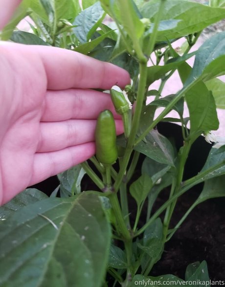 Veronikaplants naked leaks OnlyFans pic
