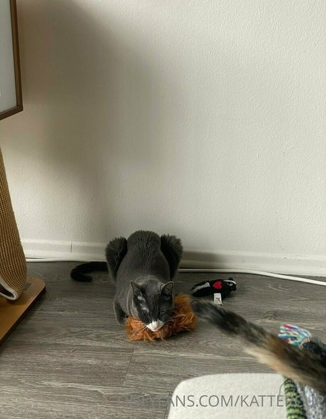 Nacktes geleaktes OnlyFans-Foto von Kattercup