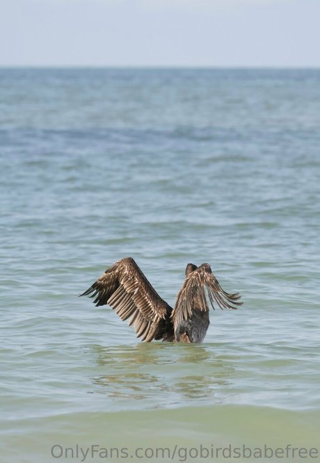 Gobirdsbabefree OnlyFans泄露裸照