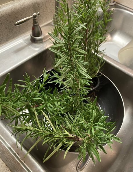 Naken läckt OnlyFans-bild av Malloypanda