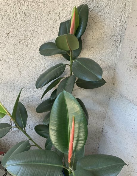 Photo nue de fuite OnlyFans de Adorabellyfree