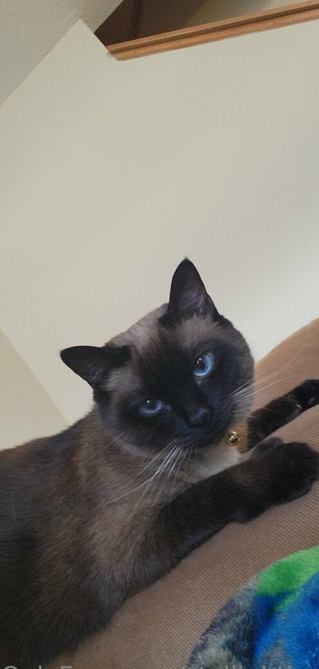 OnlyFans-model Stellightbaby