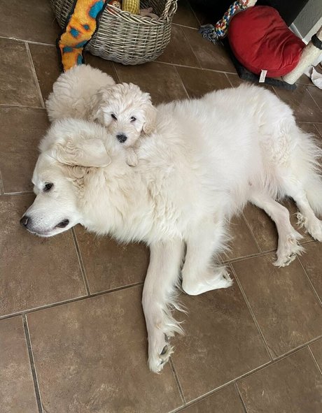 Libyanbabygirl naked leaks OnlyFans pic